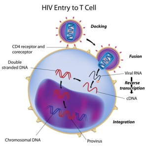 HIV entry into the cell