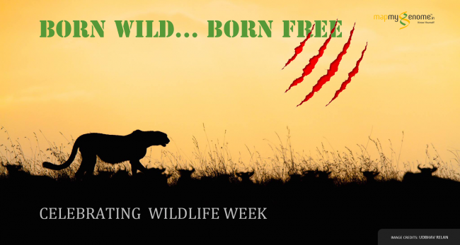 Wildlife Week – Born wild, born free..