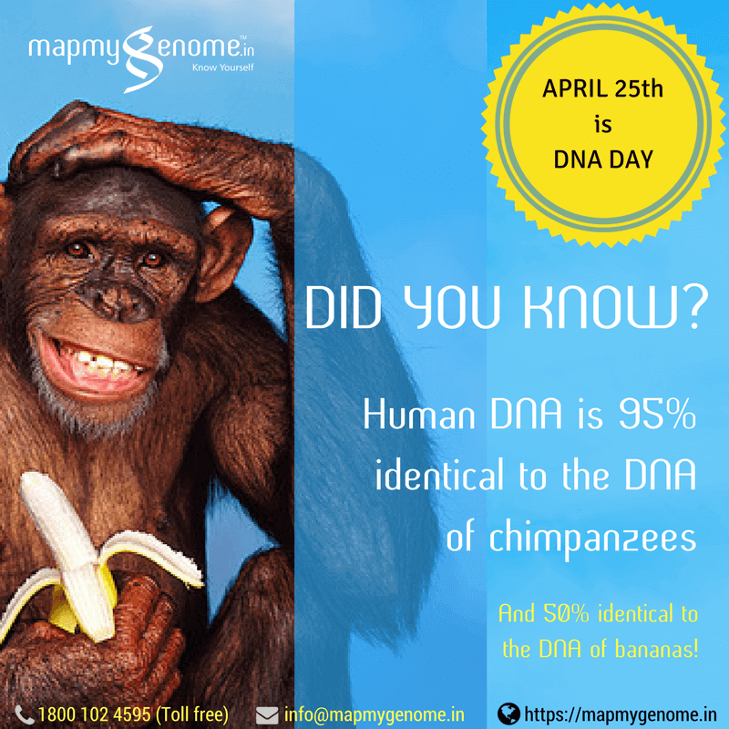 Did You Know_ DNA, Chimp, bananas!