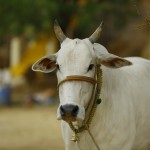 indian-cow-2579534_640
