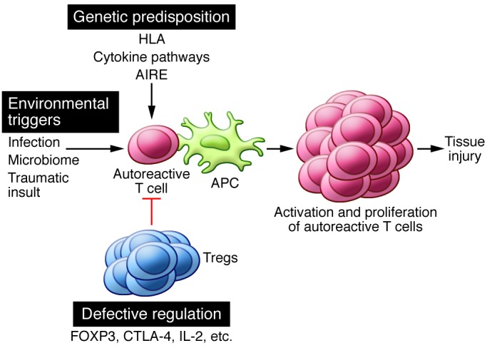 autoantibodies & autoreactive T Cells in the body