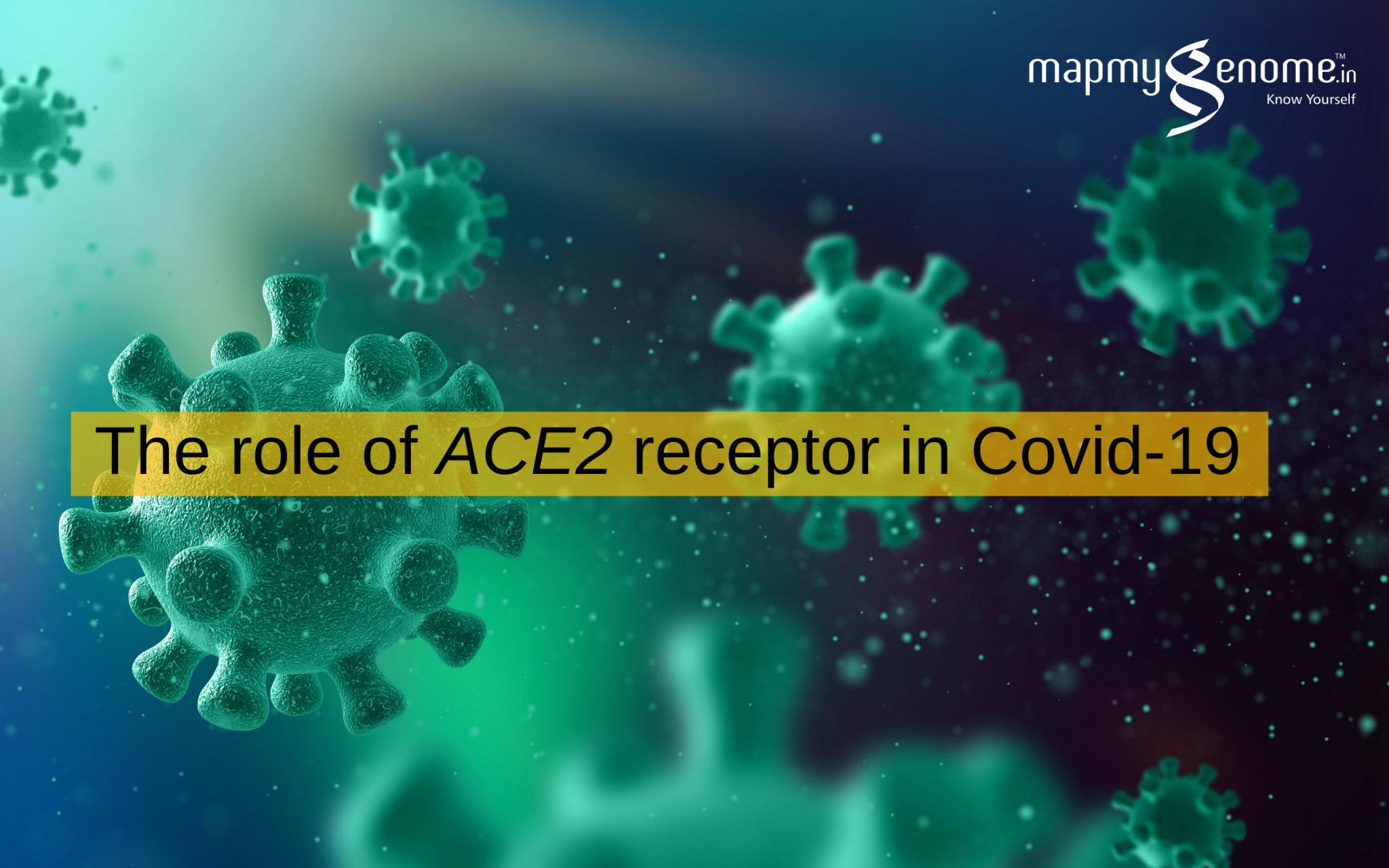 The role of ACE2 receptor in Covid-19