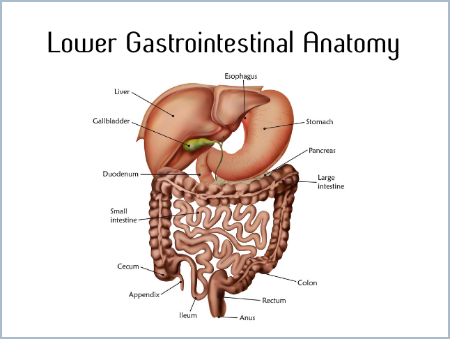Lower gastrointestinal anatomy